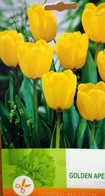 TULIPAN GOLDEN APELDOORN-premium lukovice